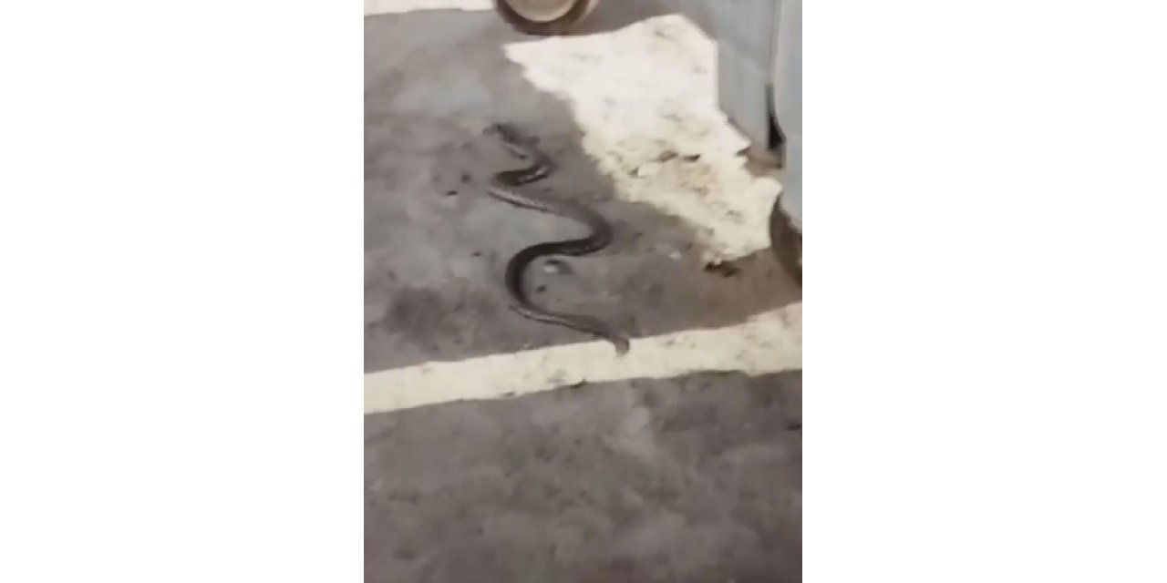 Ankara’da sokakta görülen yılan korkuttu