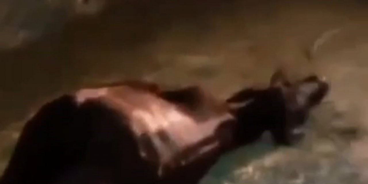 Batman’da hafif ticari aracın çarptığı iki inek telef oldu