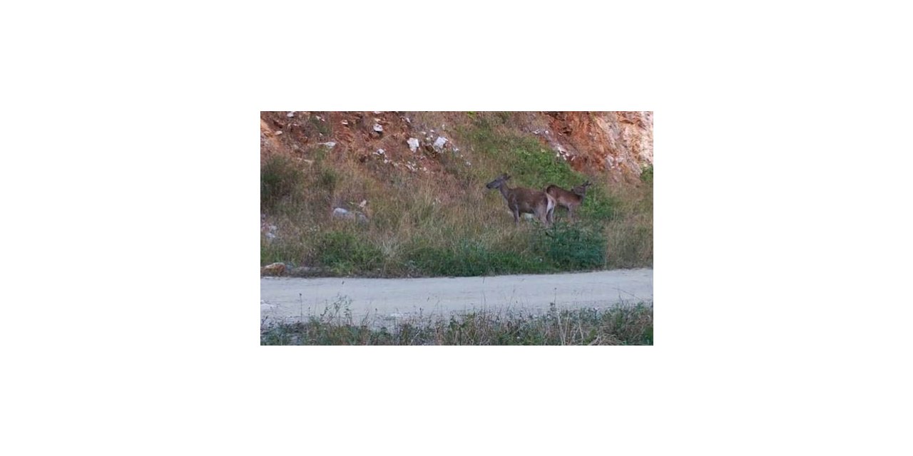 Kızılgeyik sürüsü fotokapana takıldı