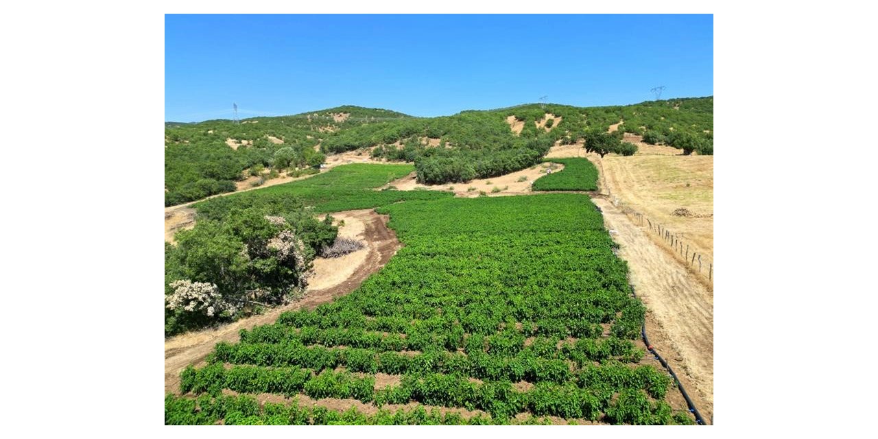 Bingöl’de 600 dekar atıl tarım arazisi üretime kazandırıldı