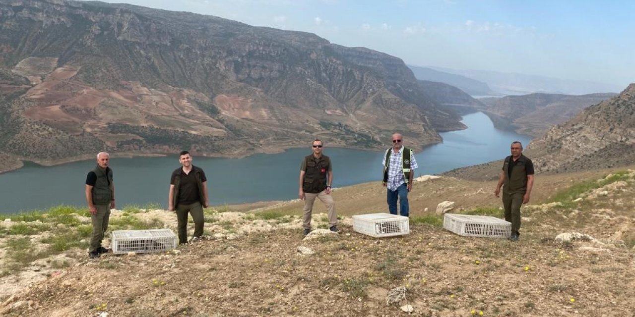 Siirt’te 600 kınalı keklik doğaya salındı