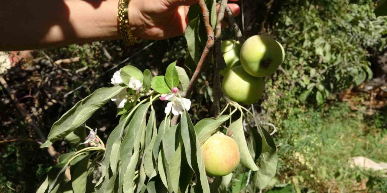 Elma ağacı hasat edilmeyi beklerken çiçek açtı