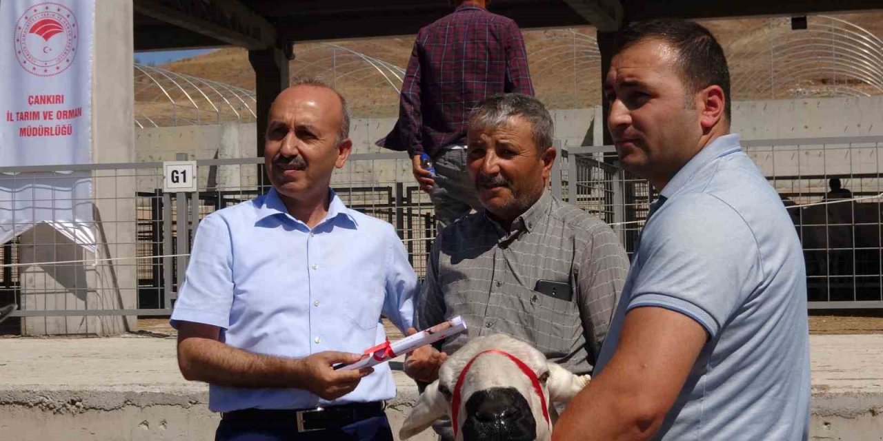 Çankırı’da üreticilere 110 adet koç dağıtıldı