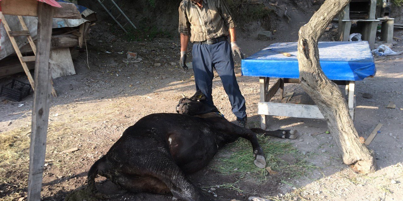Otlamaya çıkıp, küflenmiş kuru ekmek yiyen inekler çatlayıp telef oldu