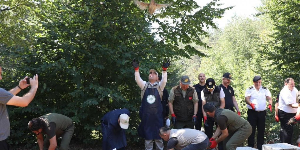 Popülasyonu azalıyordu, 500 sülün doğa ile buluştu