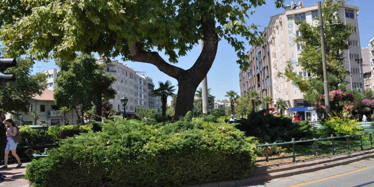 Dalı enerji tellerine devrilen ağaç budandı