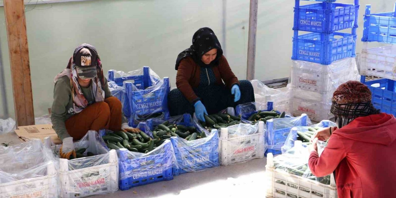 Genç girişimciler Erzincan’da tarıma yatırım yapıyor