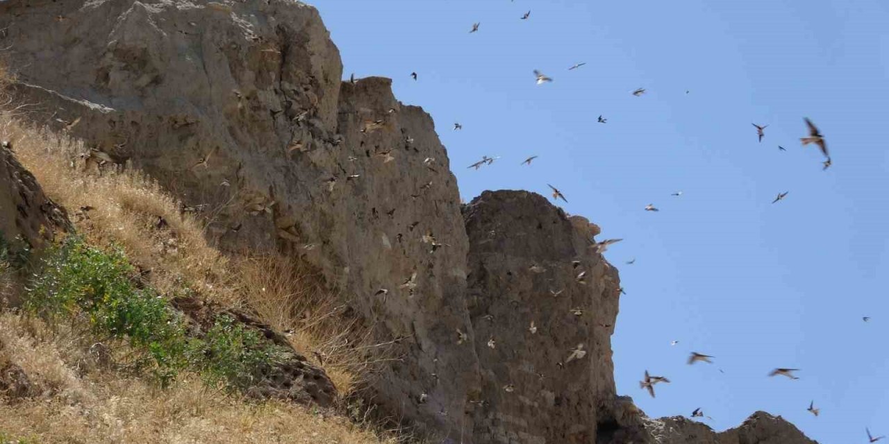 Van’ın Dilkaya Tepesi binlerce kırlangıca yuva oldu