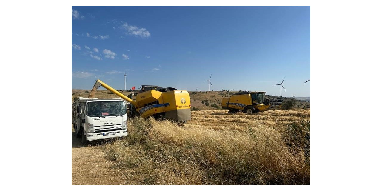 Uşak’ta tritikale üretiminden olumlu sonuç alındı
