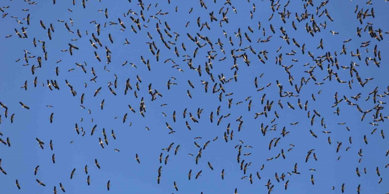 Leyleklerin göç yolculuğu... Bursa semalarında görüntülendiler