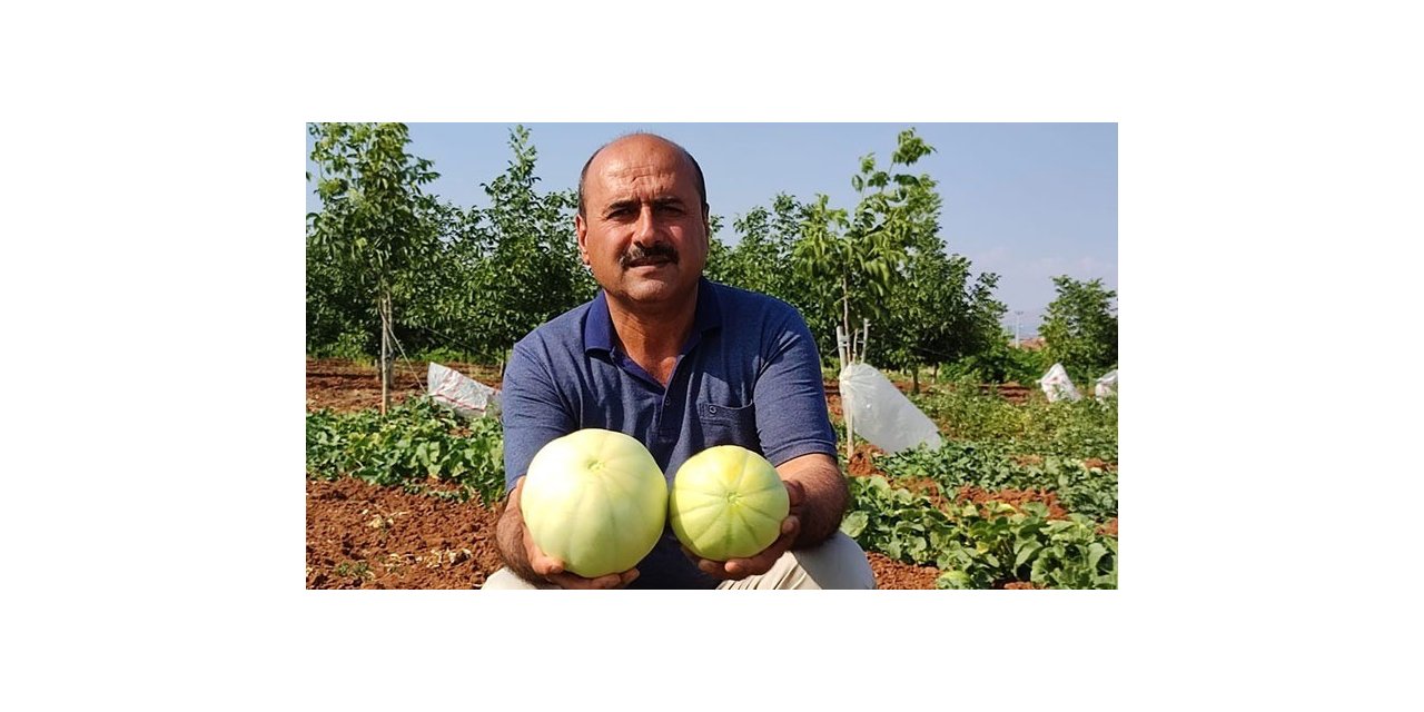 Susuz üretilen Çal kavununda hasat devam ediyor