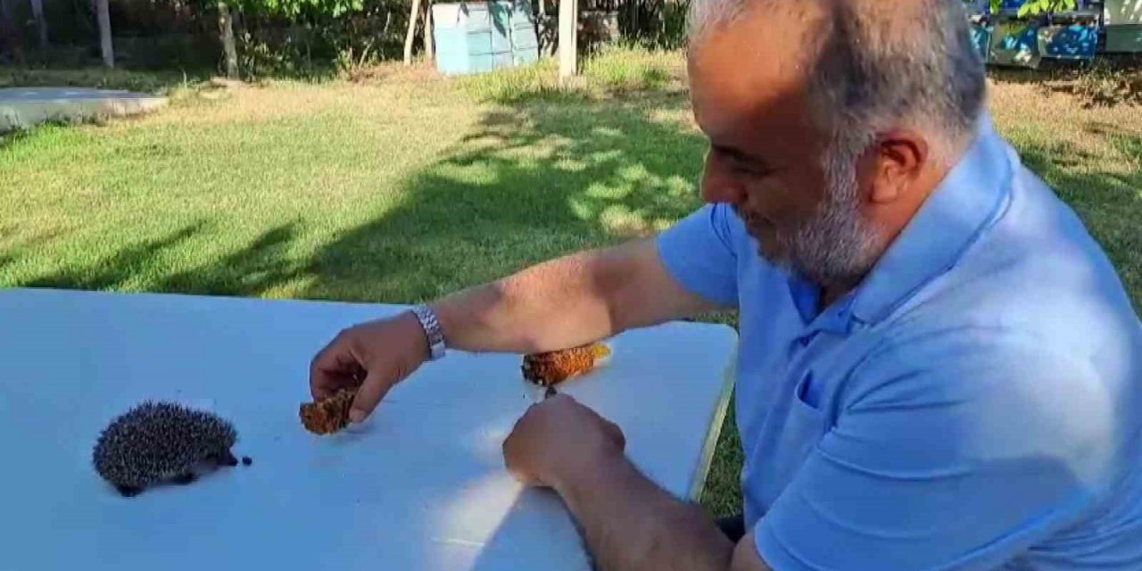 Her gün evinin bahçesine gelen yavru kirpiyi eliyle besliyor