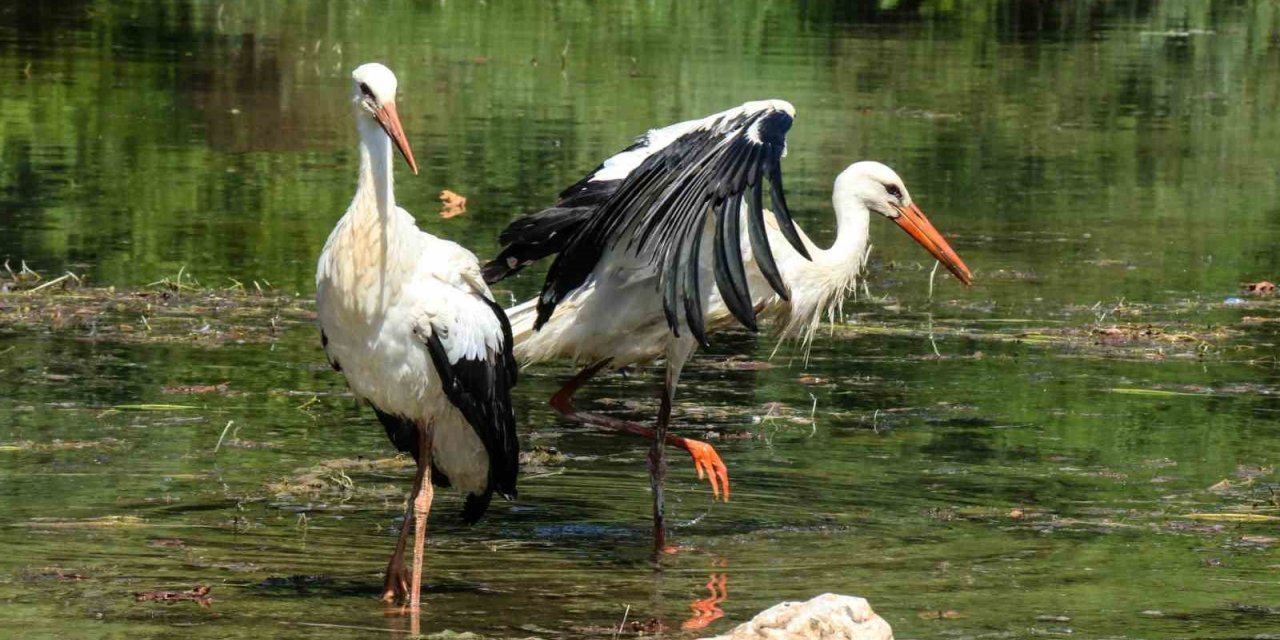 Tedavileri tamamlanan yavru leylekler doğaya bırakıldı