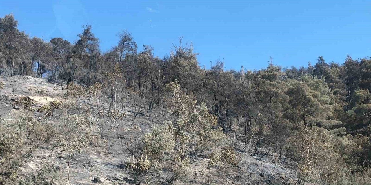 Bilecik’teki orman yangını kontrol altına alındı