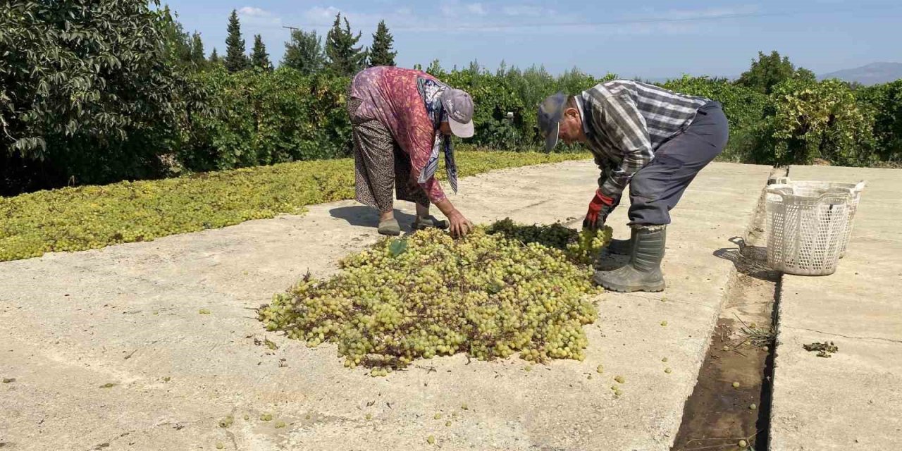 Dünyaca ünlü Sultaniye üzümünü mildiyö vurdu, rekolte düştü