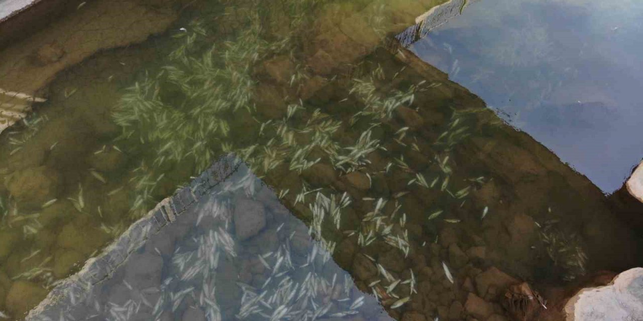 Gümüşhane’de Harşit Çayı balık mezarlığına döndü