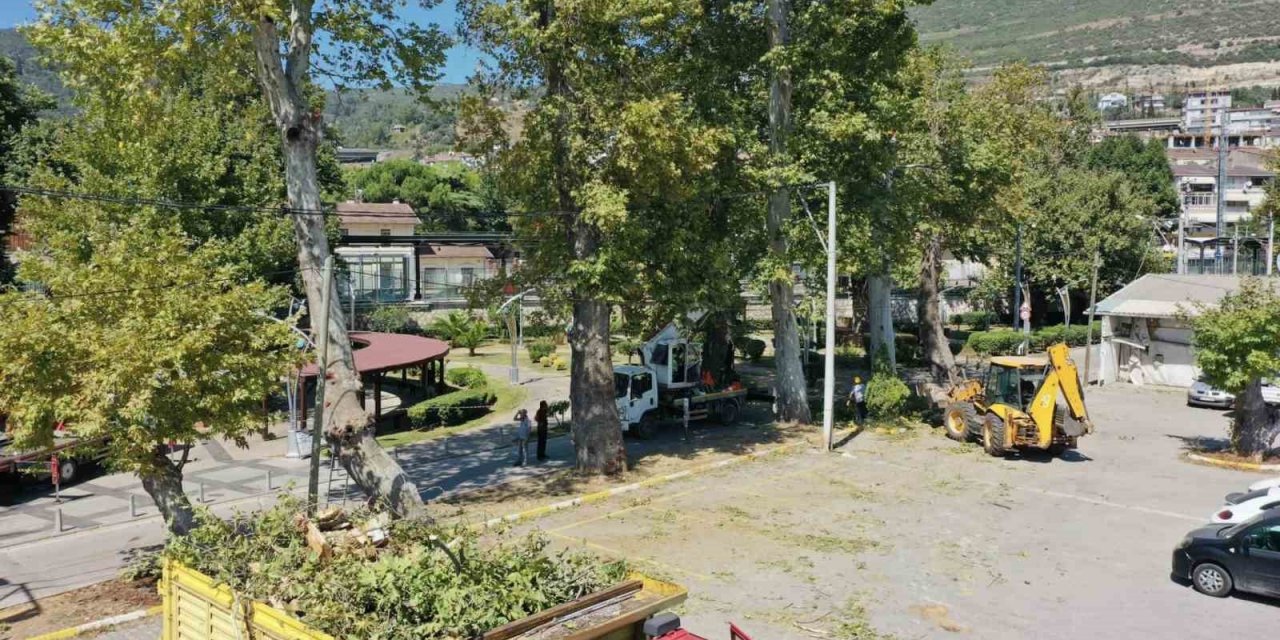 Tarihi çınarlar bakıma alındı