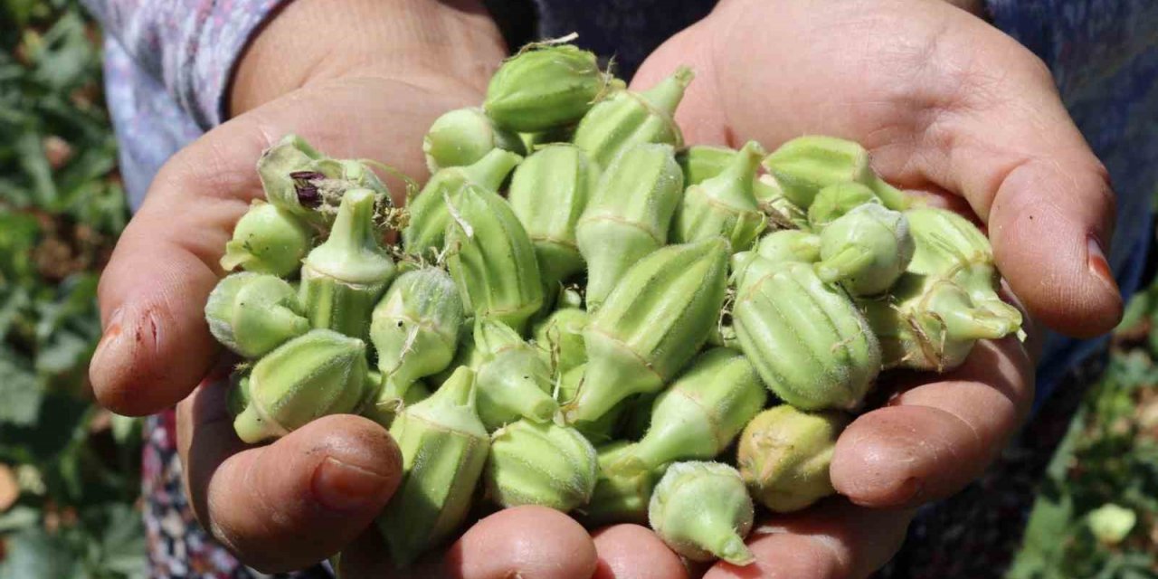 ’Yeşil altın’da hasat sürüyor