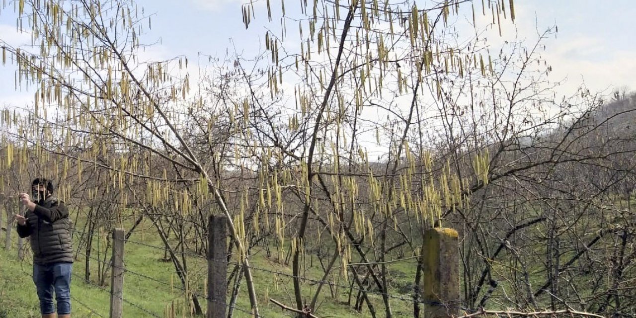 Fındıkta ıslah çalışmaları ile verim ve kalite artacak