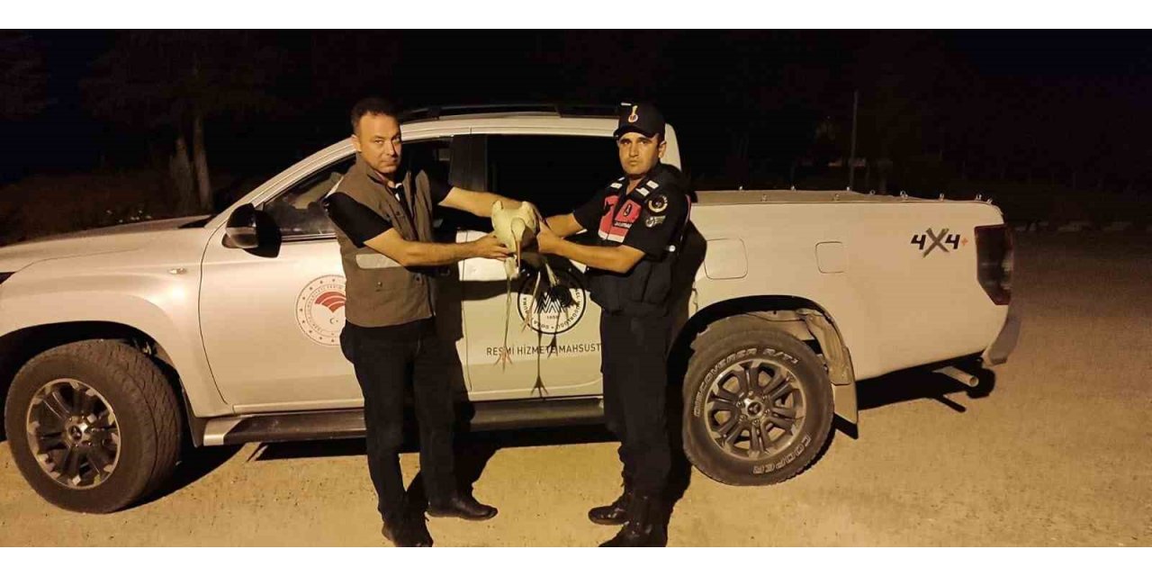 Karaman’da yaralı leylek koruma altına alındı