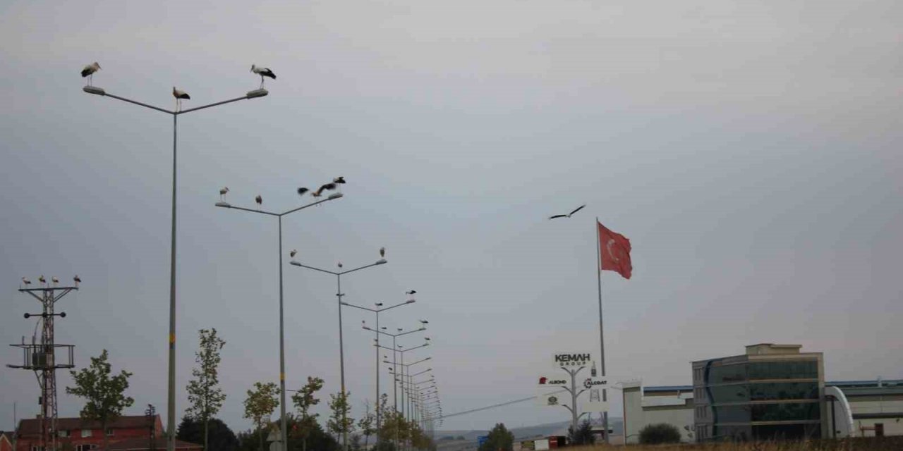 Binlerce kilometreden geldiler, aydınlatma direklerini süslediler