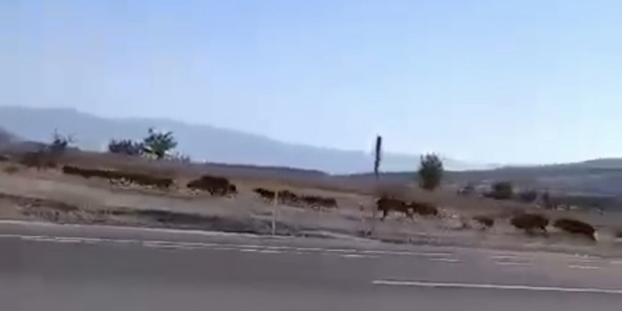 Elazığ’da domuz sürüsü görüntülendi