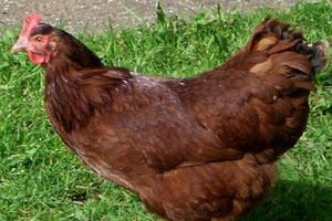 Kuş gribine dirençli GDO'lu tavuk