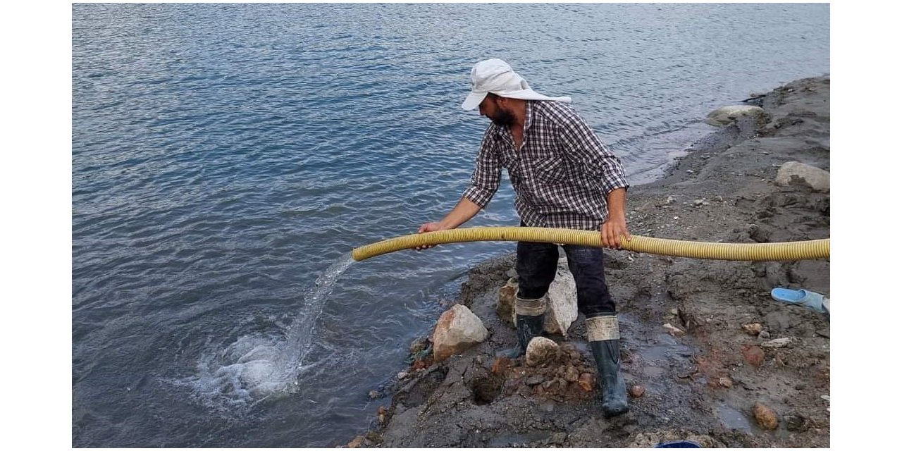 Aydın’da 300 bin sazan suyla buluştu