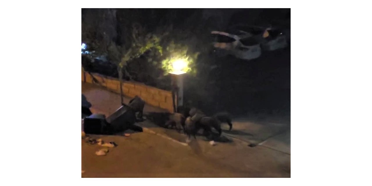 Aç kalan domuz sürücü şehre inip çöpleri karıştırdı