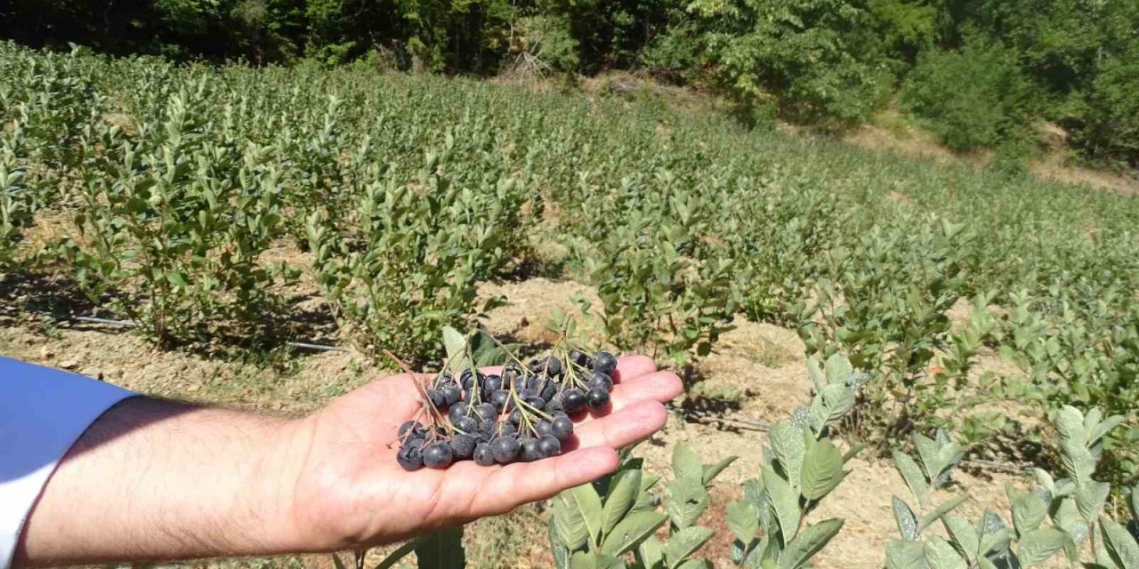 Süper meyvede ilk hasat