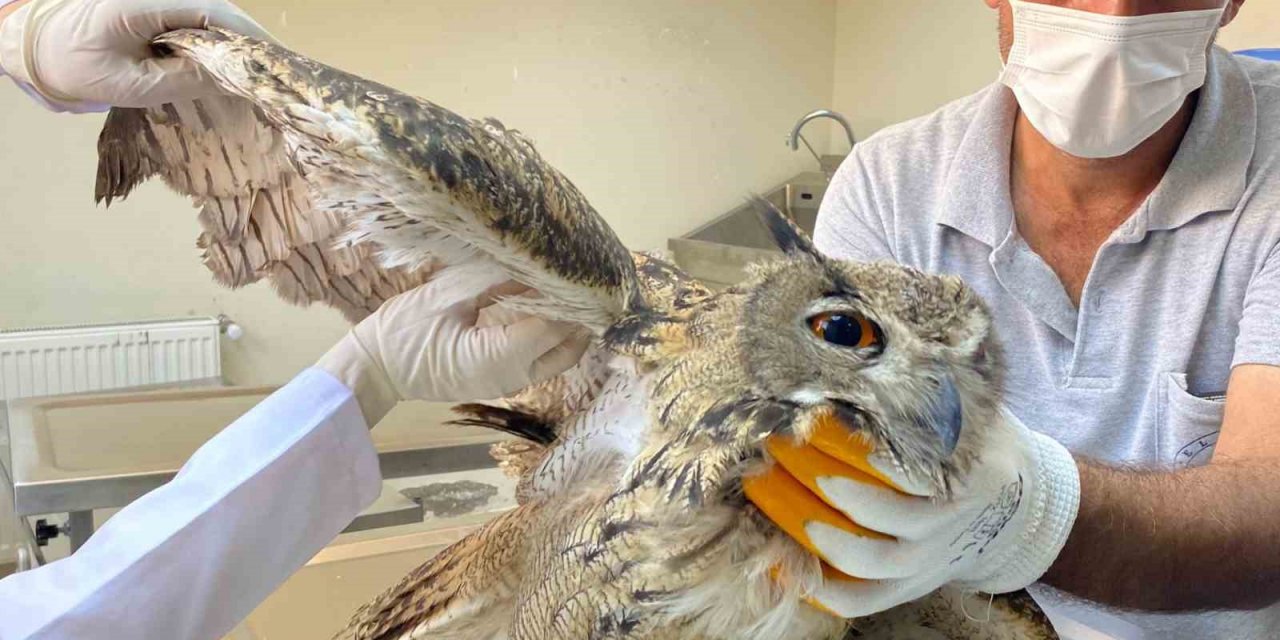 Elazığ’da yaralı bulunan kulaklı orman baykuşu tedavi altına alındı