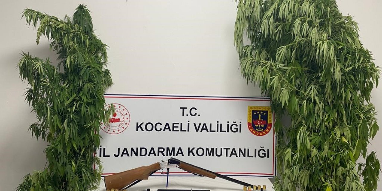 Kocaeli’de 35 kök kenevir ele geçirildi