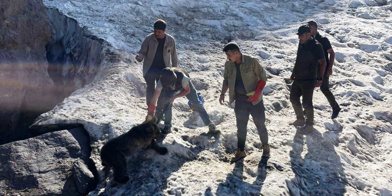 Hakkari’de kafası tenekeye sıkışan yavru ayı DKMP ekipleri tarafından kurtarıldı