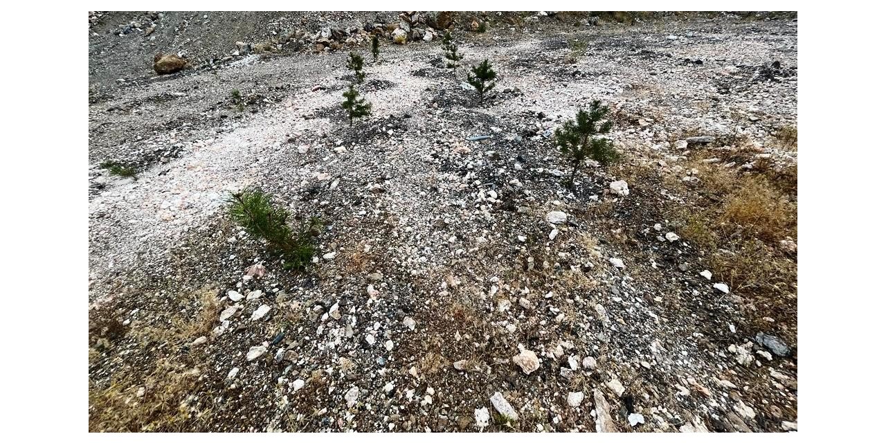 Kütahya’da maden sahaları yeniden yeşilleniyor