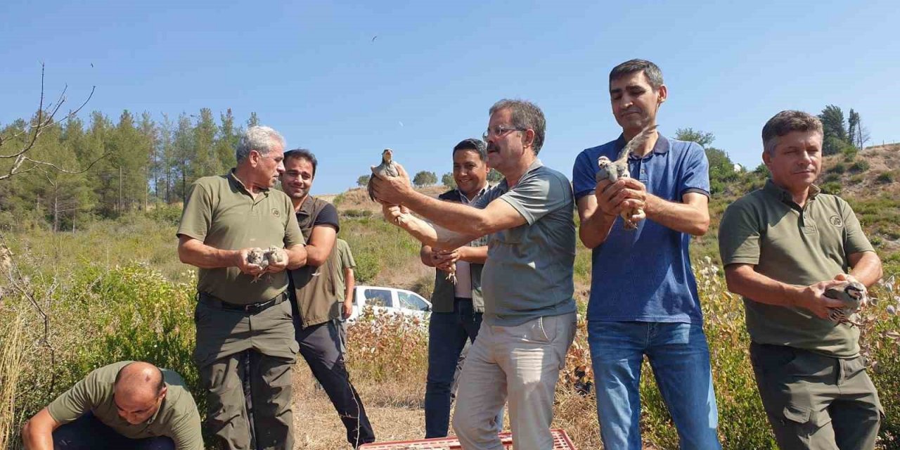 Osmaniye’de 500 kınalı keklik doğayla buluşturuldu