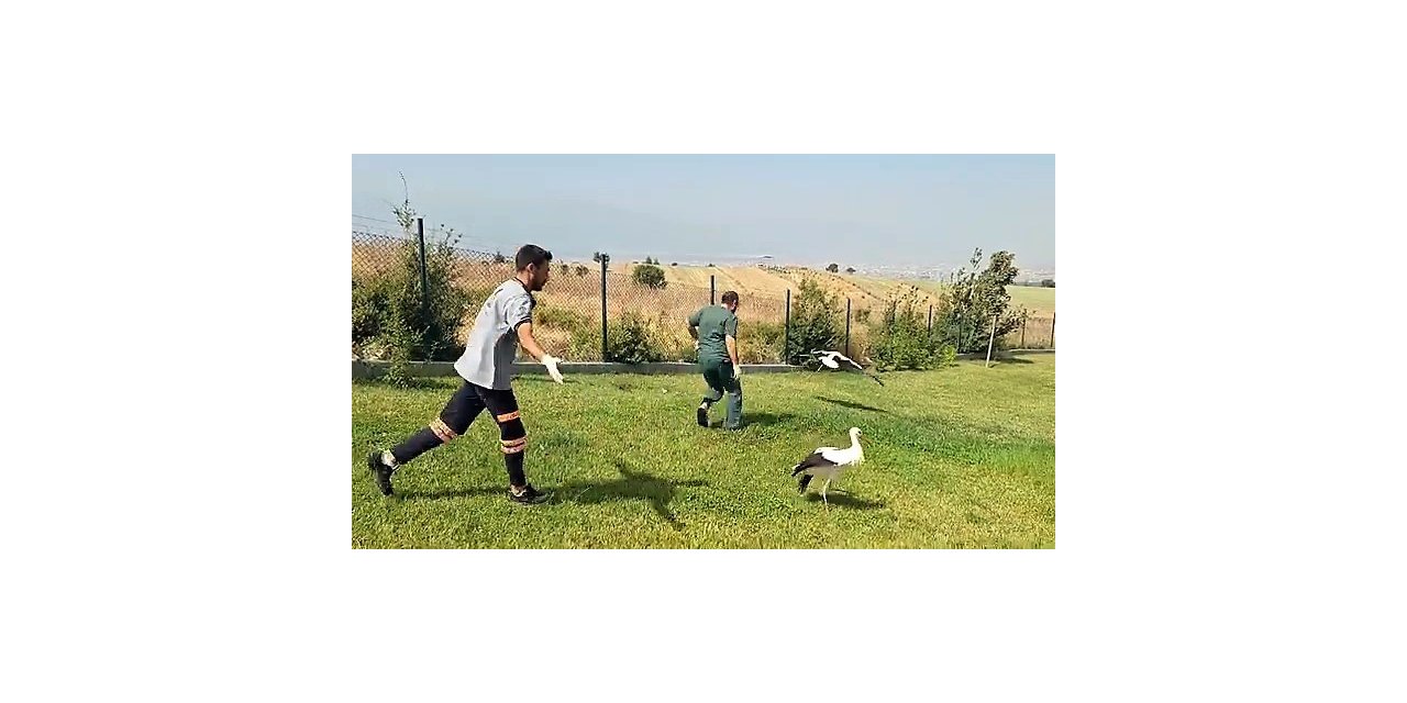 Tedavileri tamamlanan 2 leylek özgürlüğe kanat çırptı