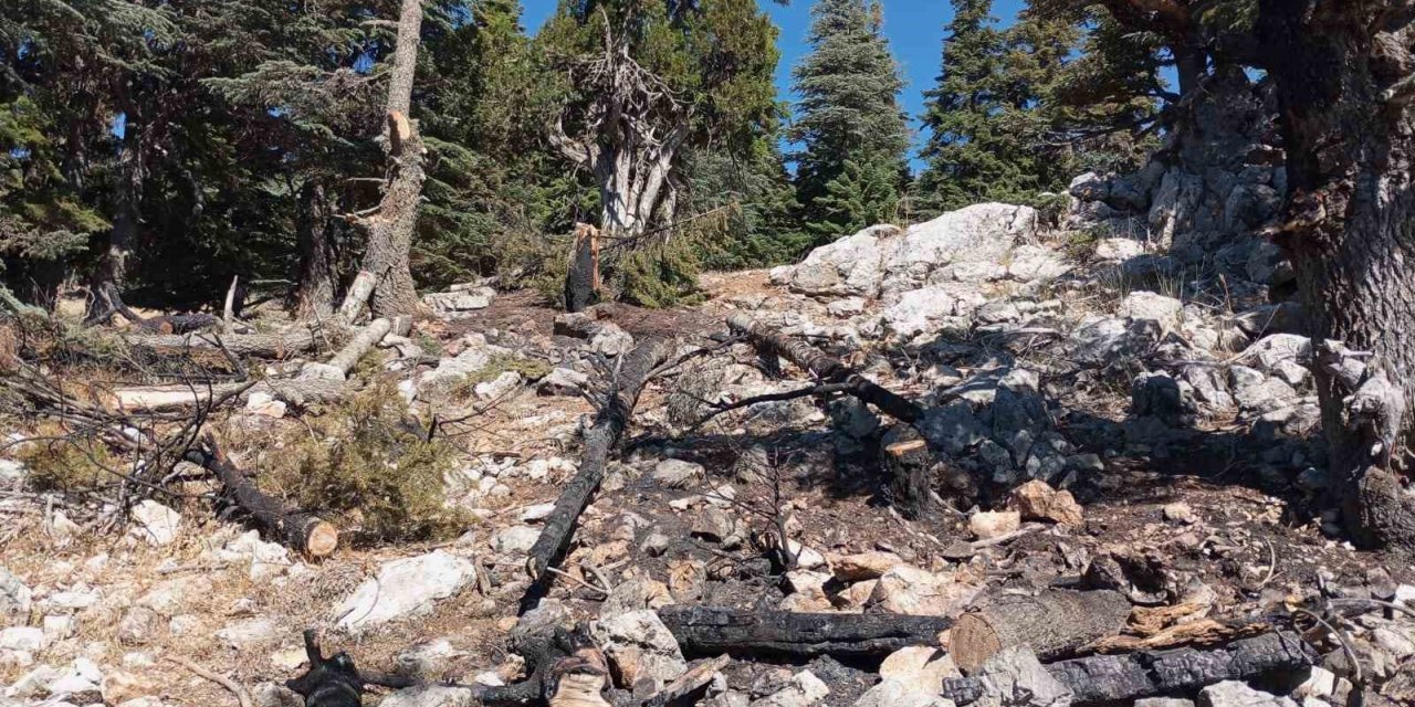 Saimbeyli’de çıkan orman yangını söndürüldü
