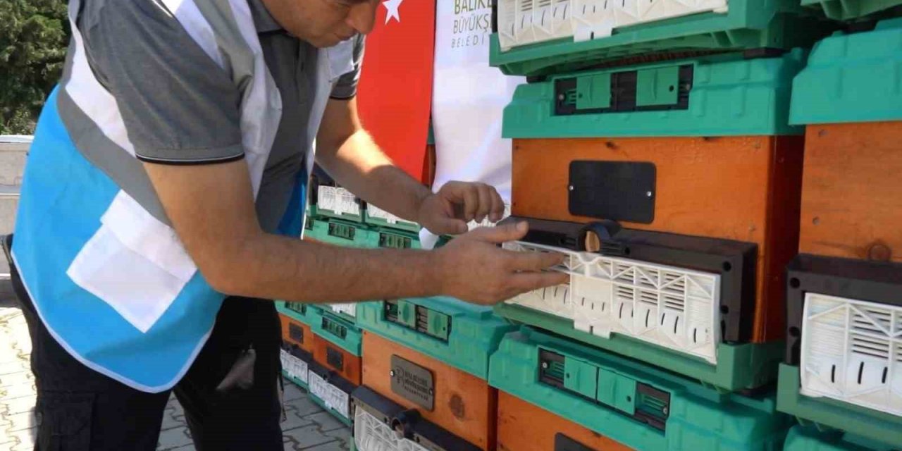 Ömrünü tamamlayan ağaçlar, kovan oluyor