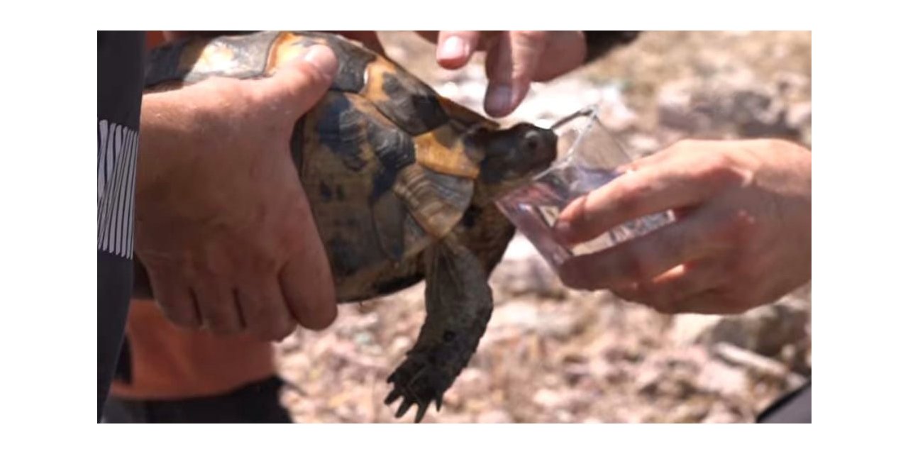 Yangın ortasında kalan kaplumbağayı Ümraniye Belediyesi ekipleri kurtardı
