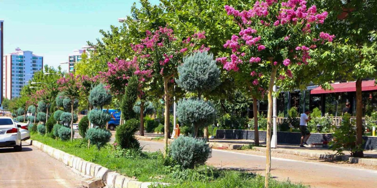 Diyarbakır’da refüj ve kavşaklar oya ağaçları ile renklendi