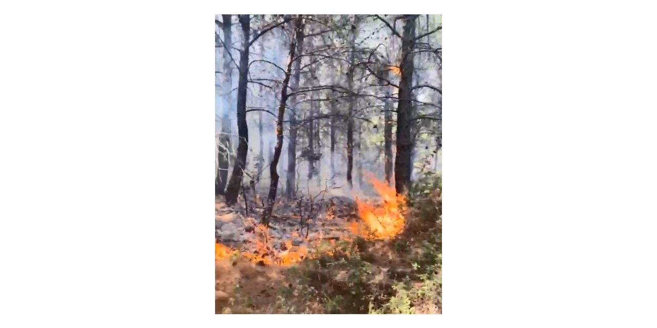 Tekirdağ’da orman yangını kontrol altına alındı