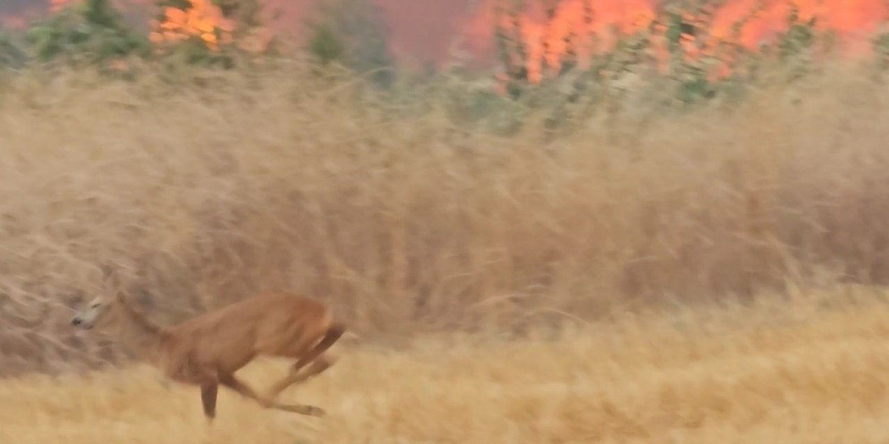 Çanakkale’deki yangın en çok onları etkiledi...Alevlerden kaçan karaca böyle görüntülendi