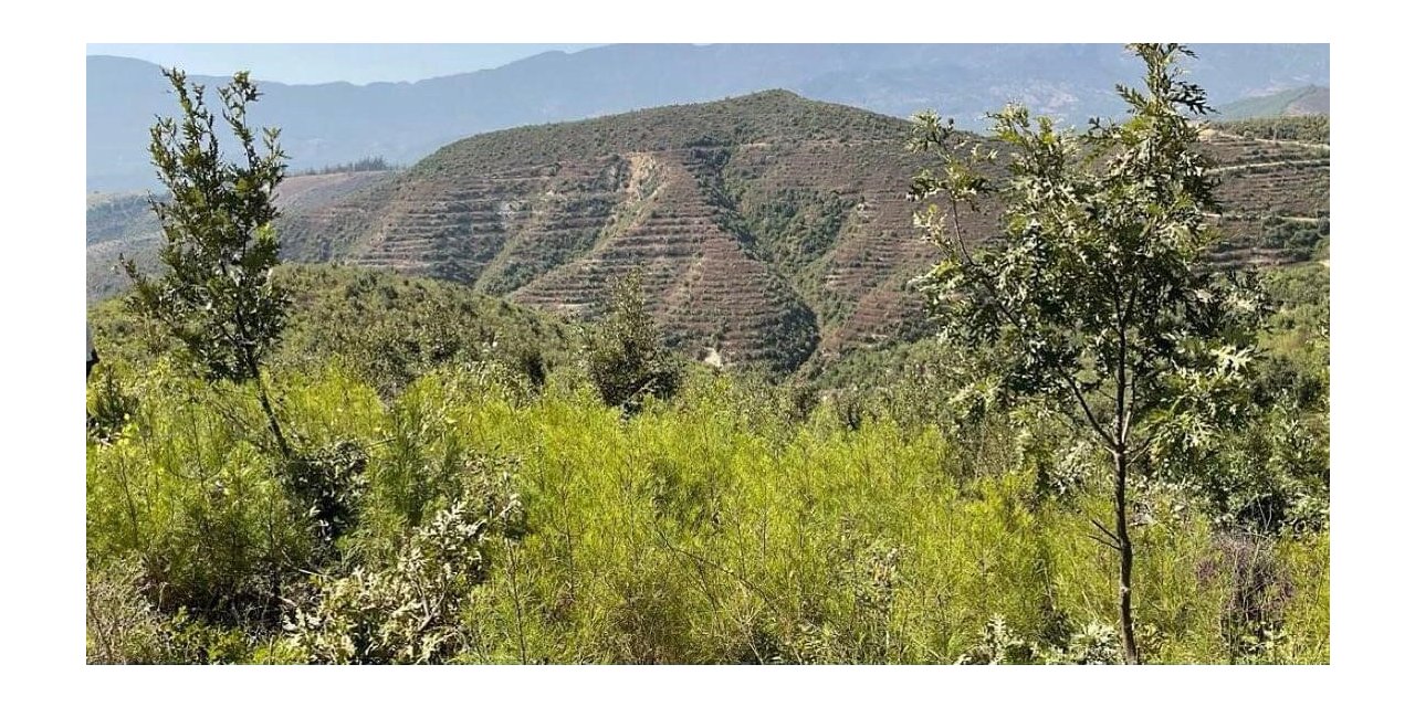 Yanan alanlar 3.yılında yeşermeye devam ediyor