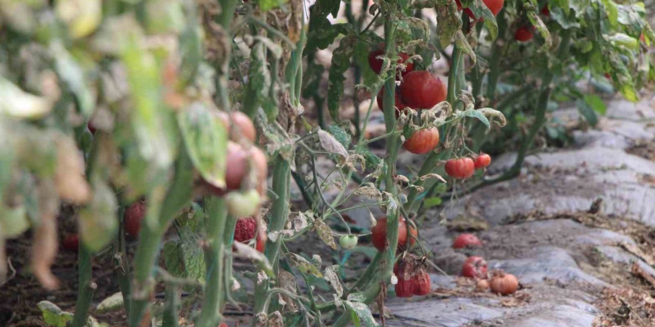 Amasya’da domates hasadını ‘tuta’ vurdu, tonlarca ürün zarar gördü