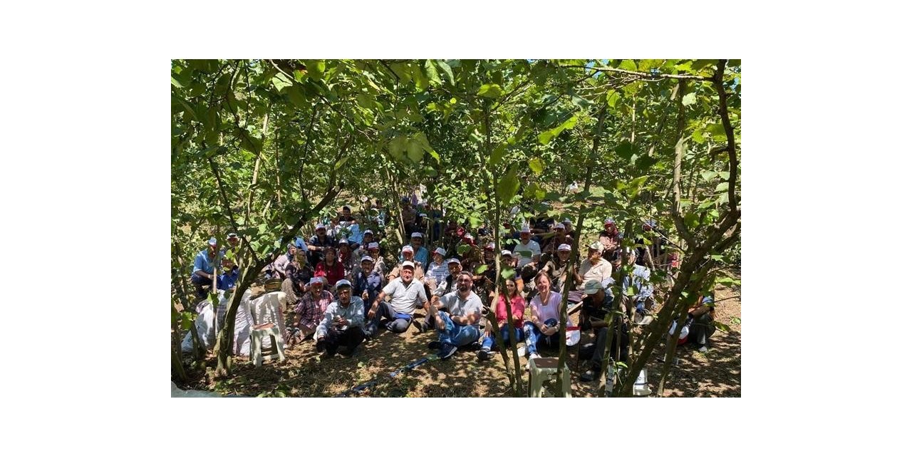 Düzce organik fındık üretiyor