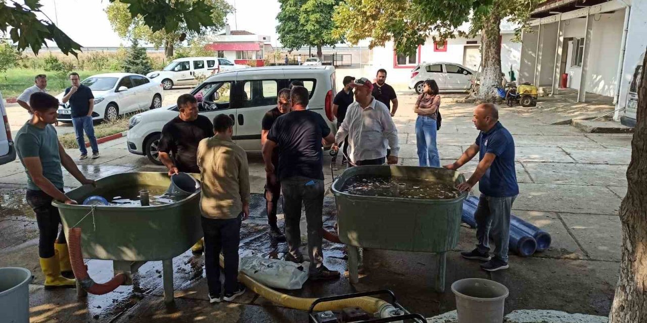 Edirne’de yavru sazan balıklar su ile buluştu
