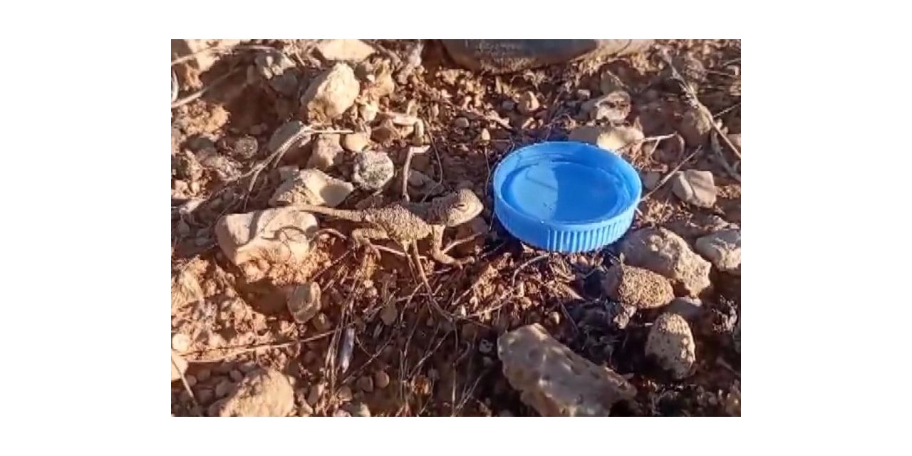 Sıcaktan bunalan yavru bozkır kelerine su verdi