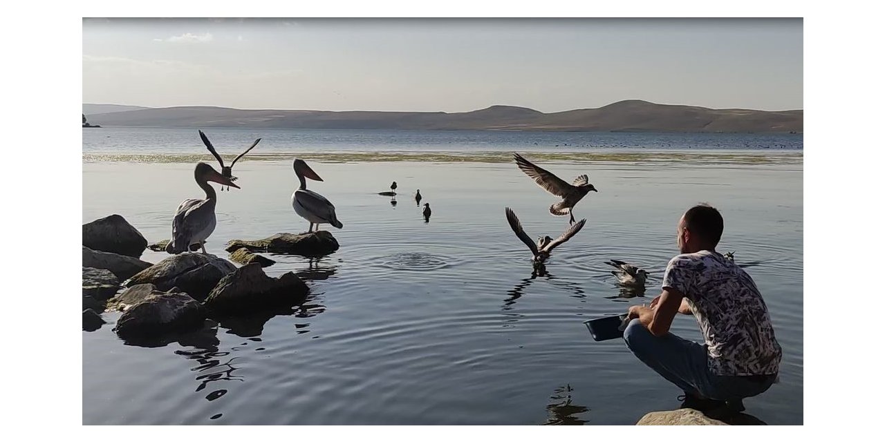 Pelikanlar Akçakale Adası’nın maskotu oldu