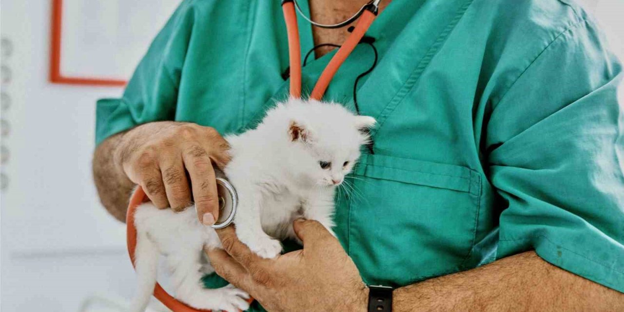 Evcil hayvan tüyleri hasta eder mi? Uzmanı konuya açıklık getirdi