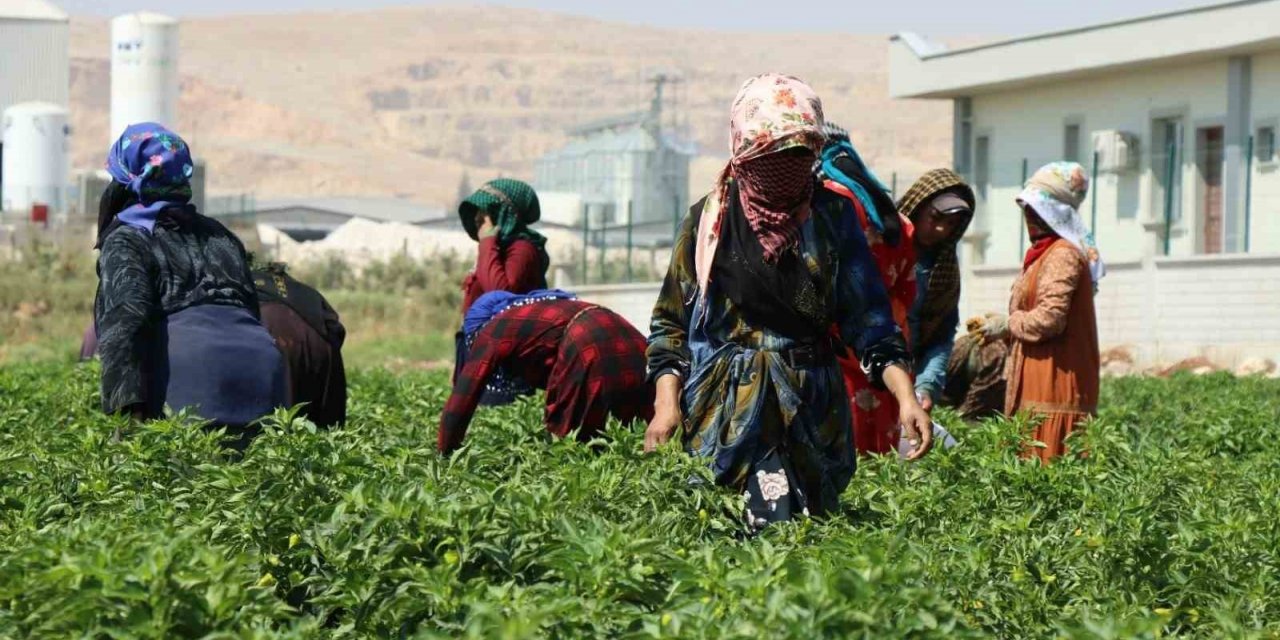 Belediyenin sera ve tarlalarında biber hasadı başladı